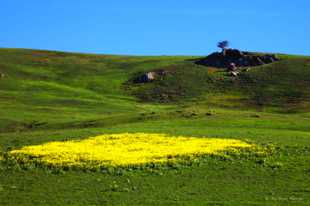 Mustard patch-0164.jpg Mustard patch-0164.jpg